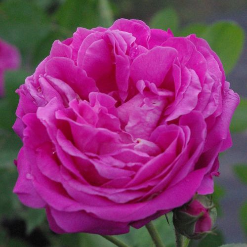 Rosa violaceo - rose portland